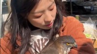 猛禽一忽儿主动飞入女子怀里依偎 一旁猫咪一脸畏忌